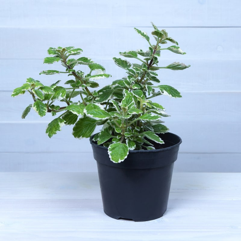 Plectranthus Coleoides Variegata